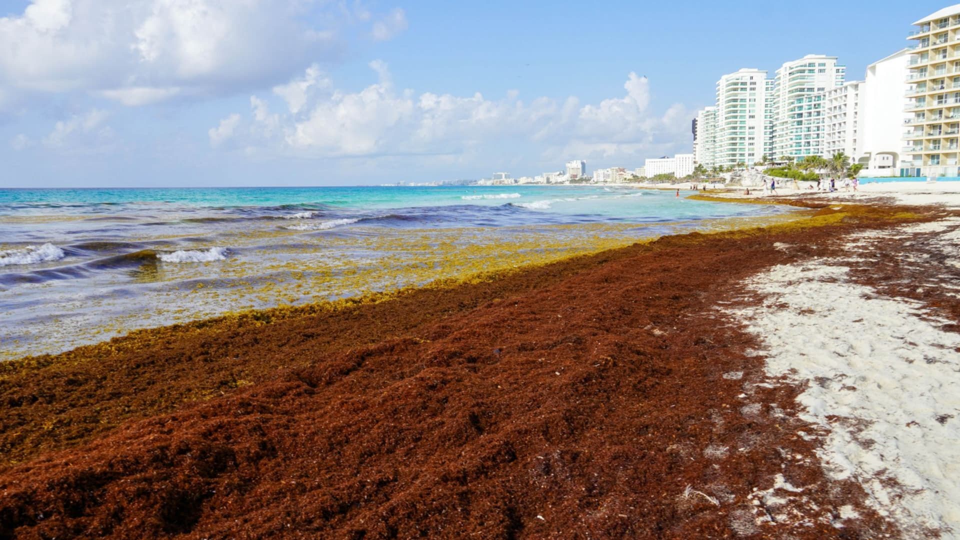 ¿Cuándo No Hay Sargazo en Cancún? En Esta Temporada la Playa Está Libre de la Macroalga
