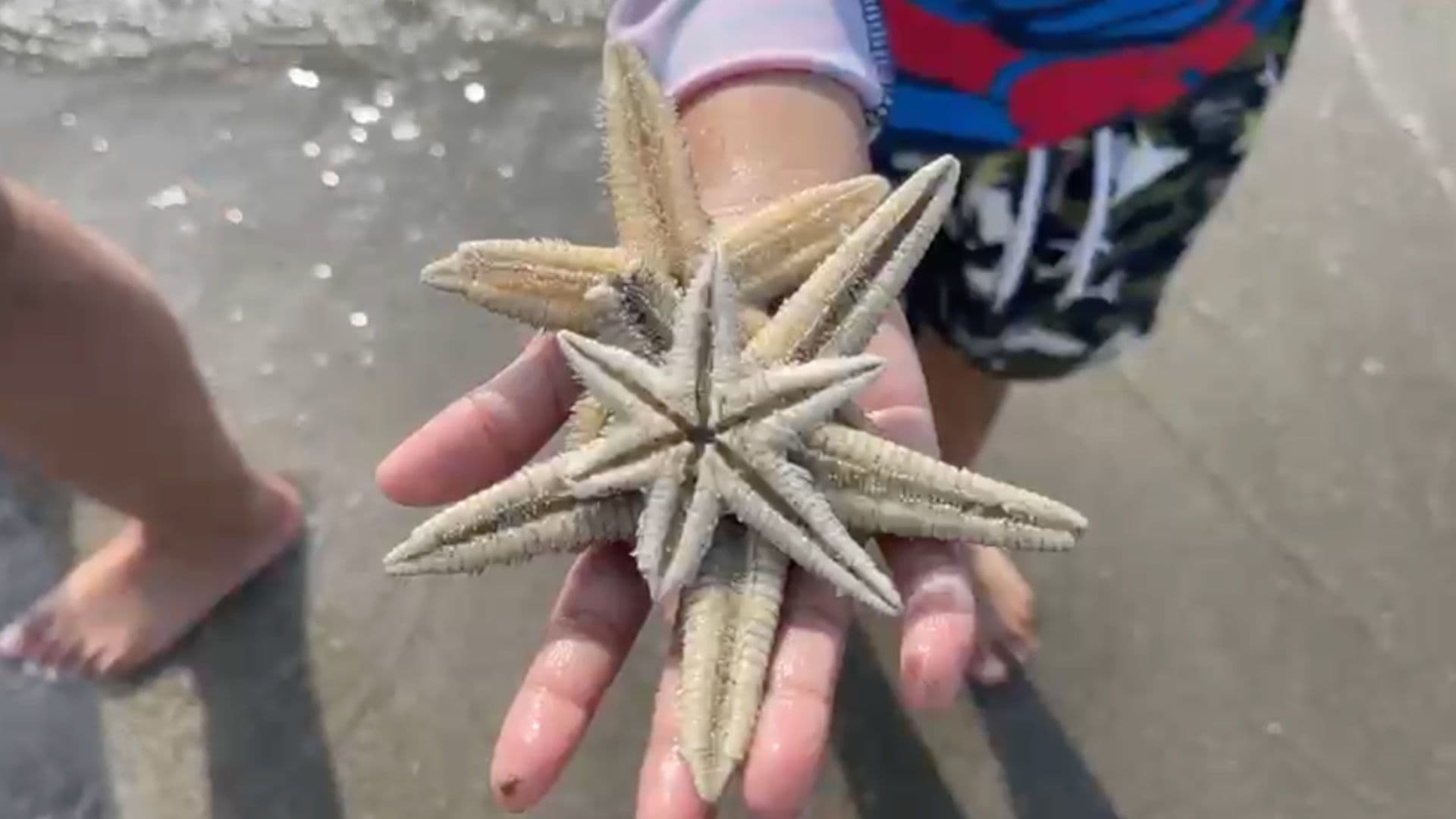 Estrellas de Mar Llegan a la Costa de Boca del Río tras Fuerte Marejada y Sorprende a Turistas