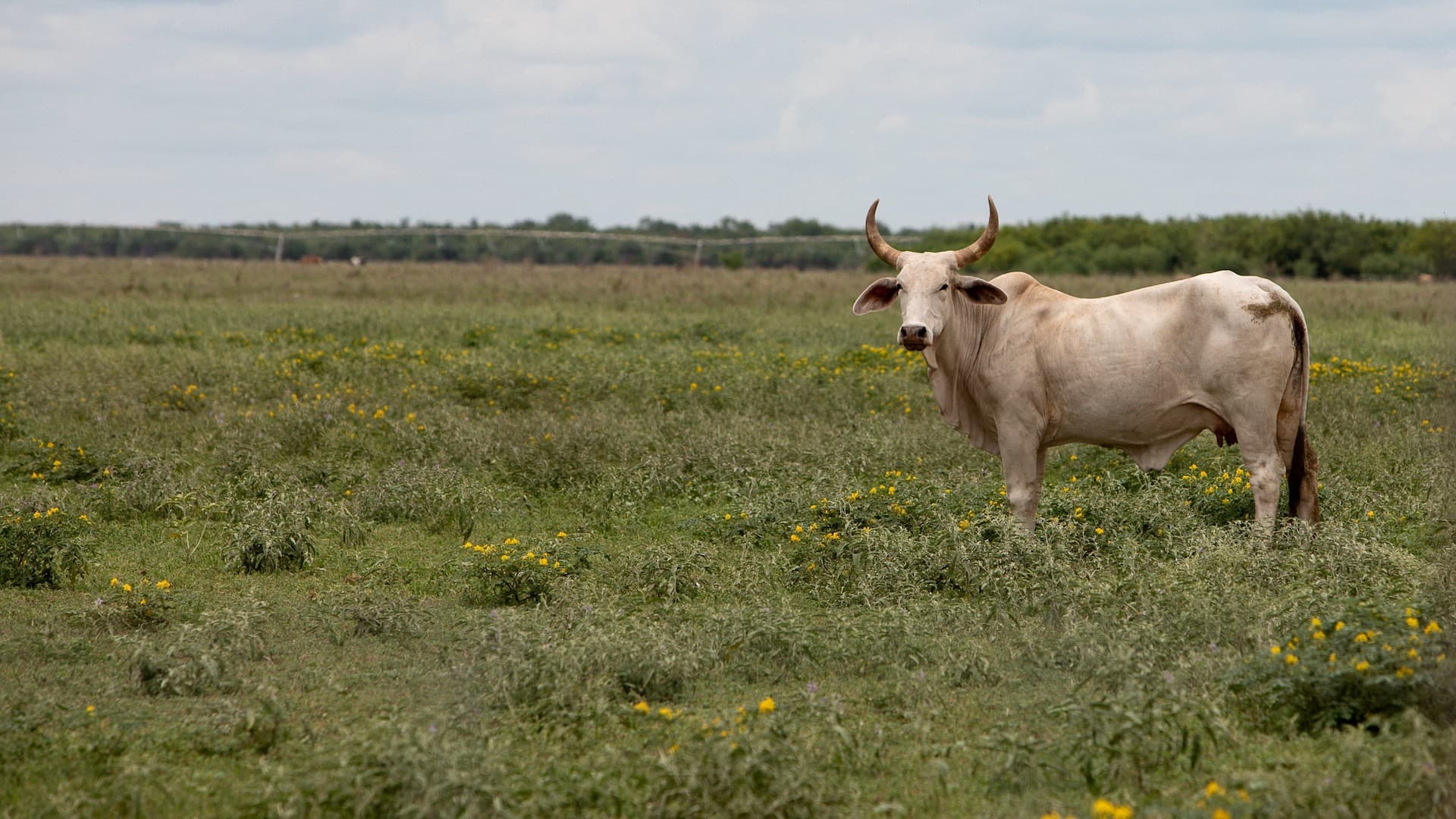 Ganado en Texas