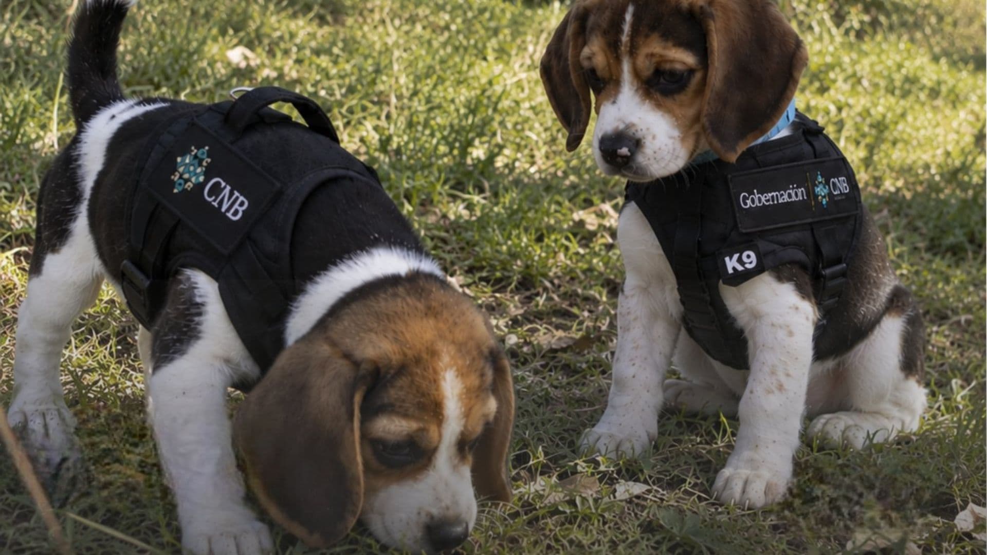 Dexter y Simón: Ellos son Cachorros que Buscarán a Personas Desaparecidas en México