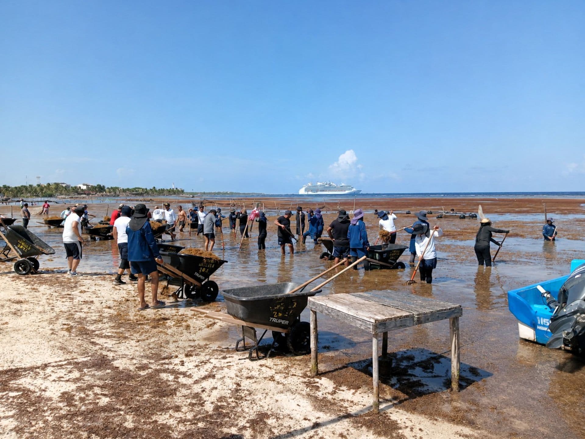 Marina Detalla Estrategia Contra el Sargazo para Limpiar Playas del Caribe Mexicano