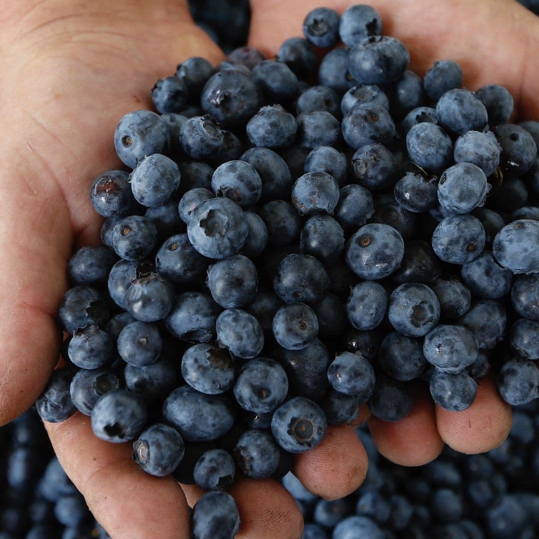 Blueberries