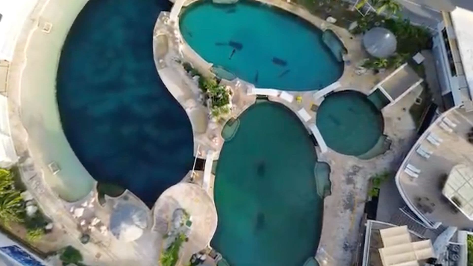 Asociaciones Ambientalistas Exigen Retiro Digno de Delfines de Complejo Acuático en Quintana Roo