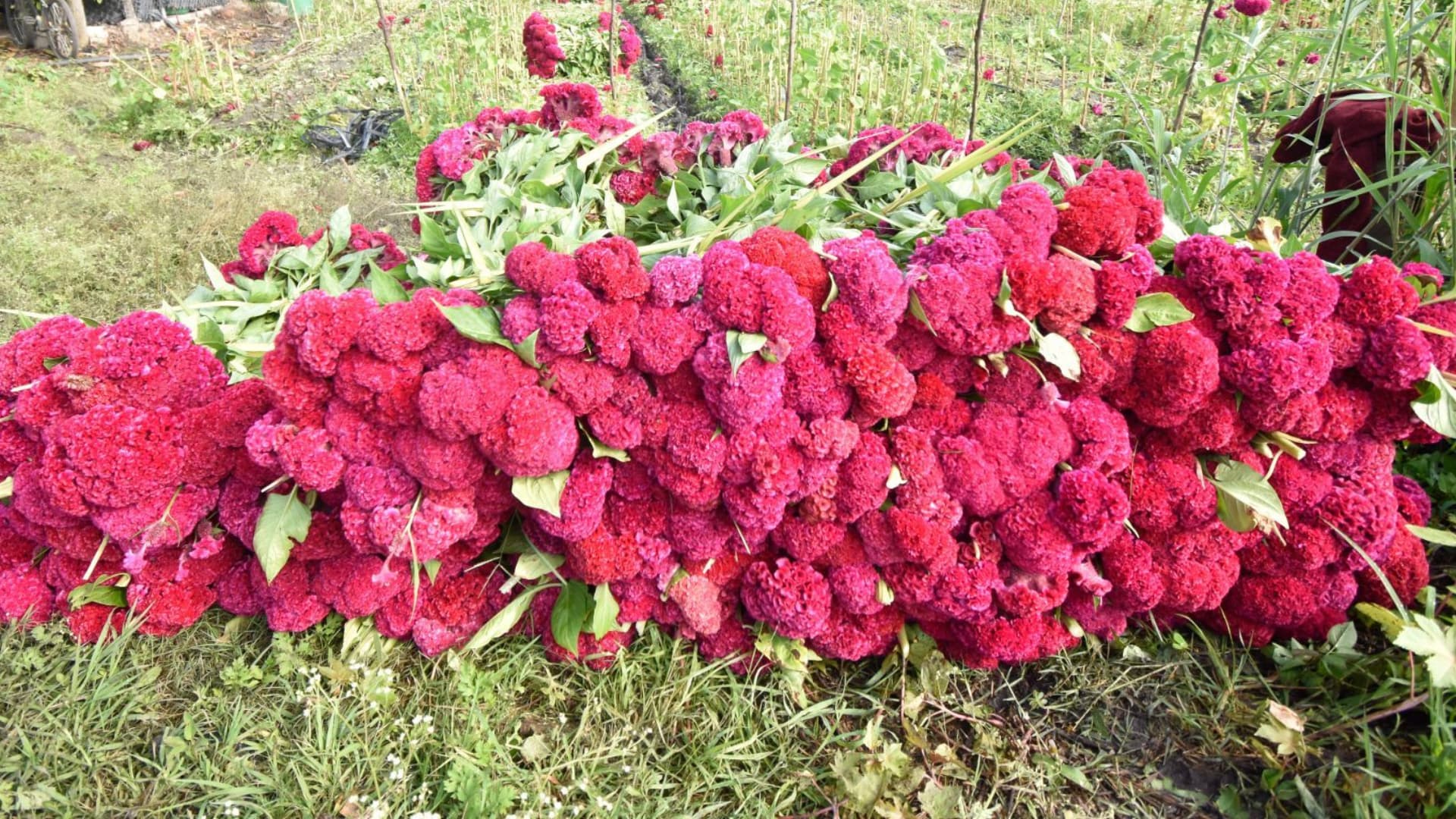 Flor de terciopelo lista para las ofrendas de Día de Muertos 2026