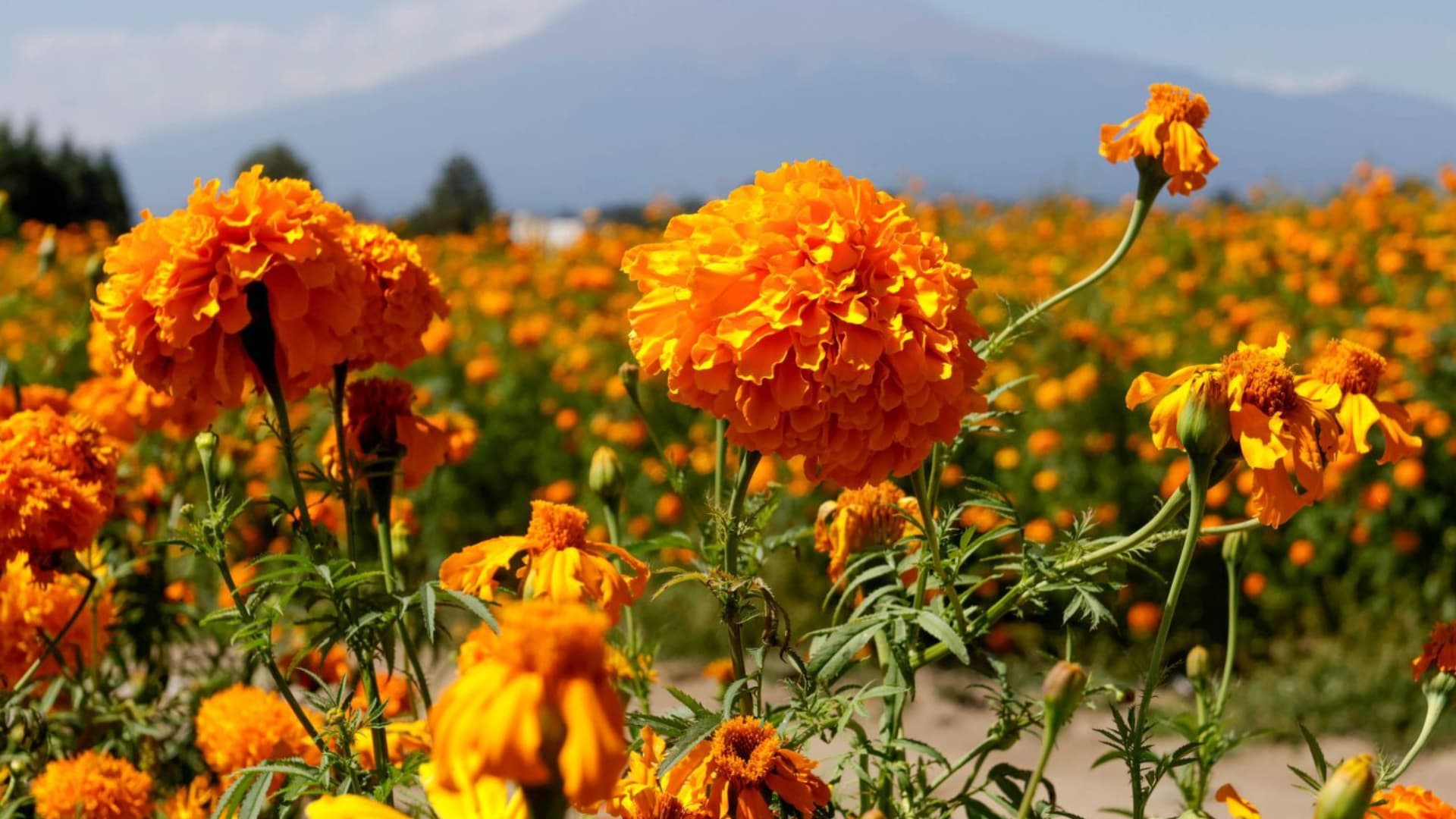 Flores de Día de Muertos en CDMX