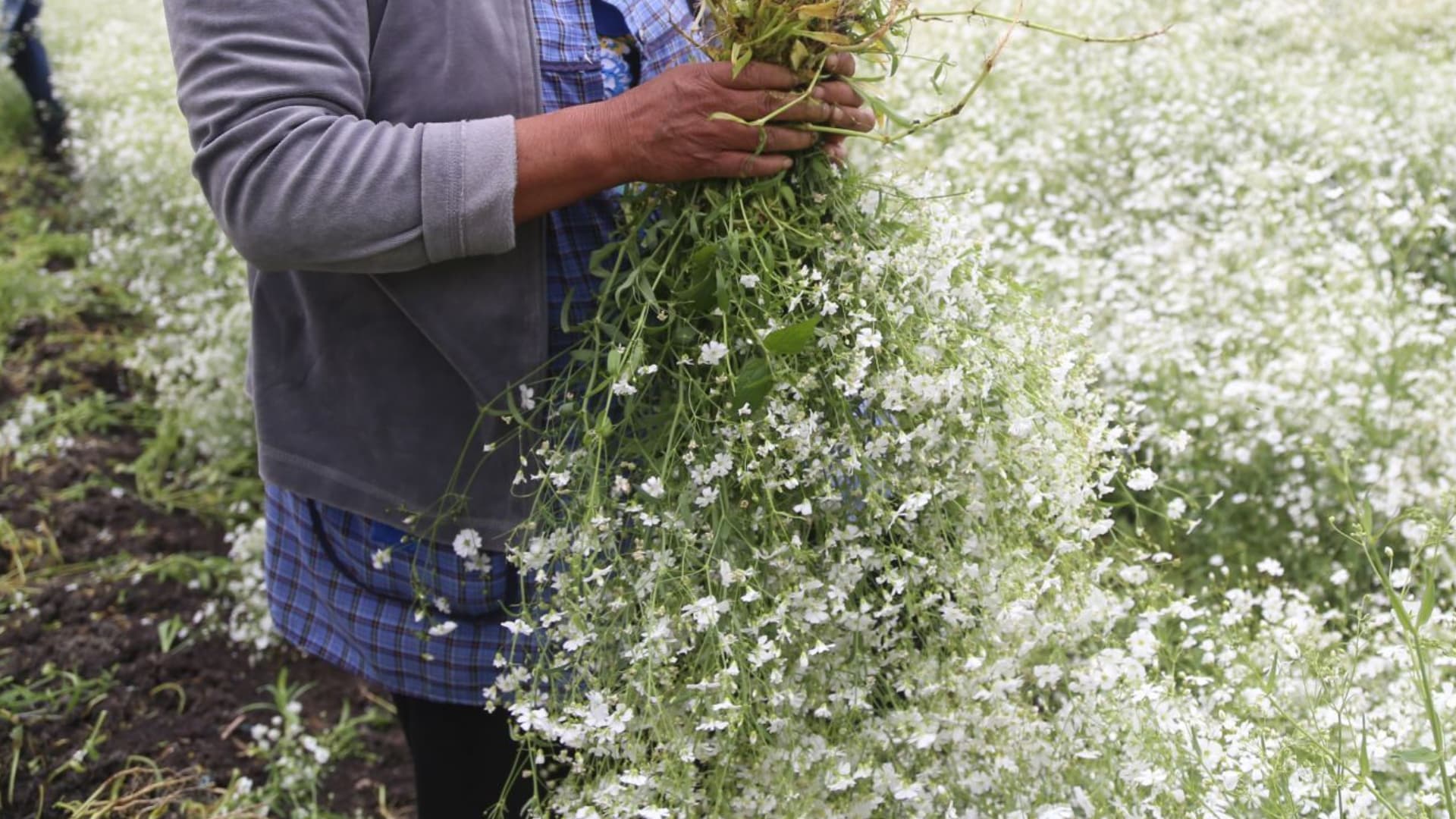 La flor de nube es una de las más usadas en los altares de Día de Muertos 2026