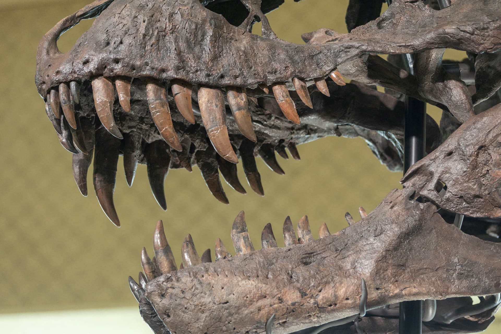 Fósil de tiranosaurio