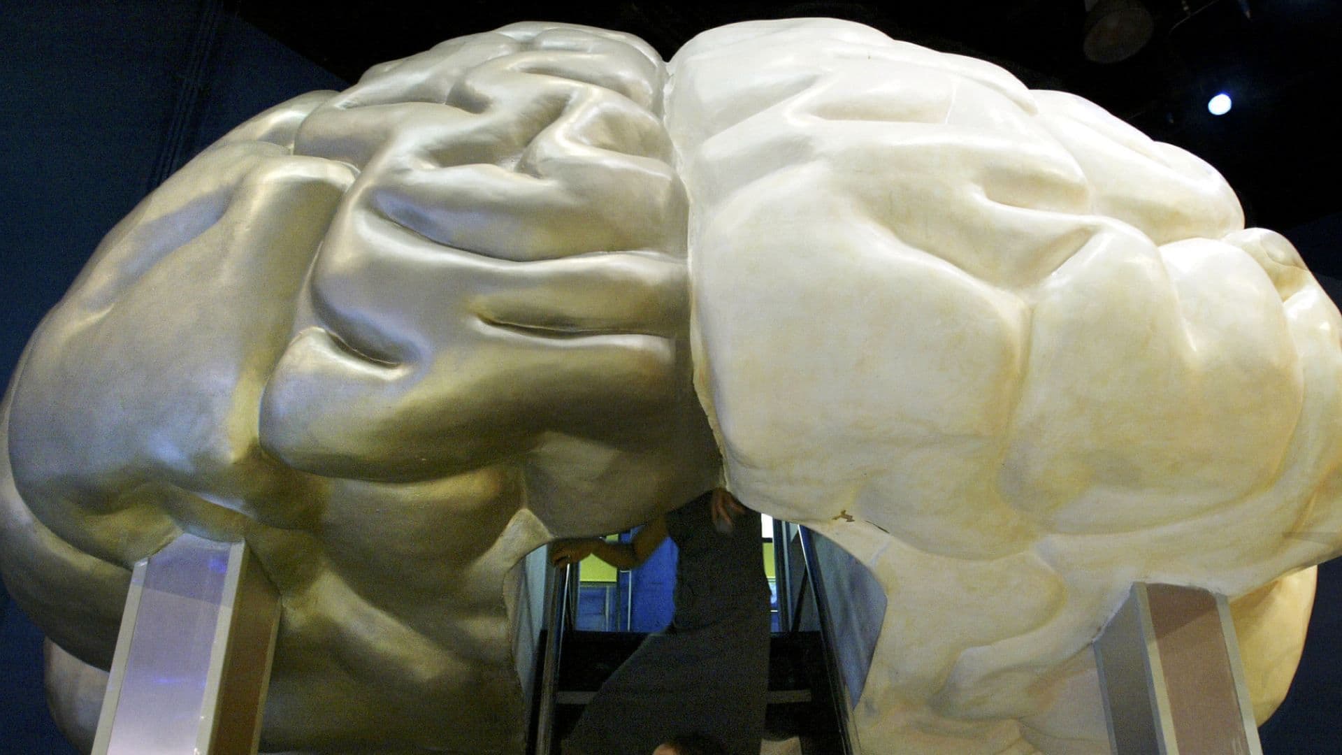 Diseccionando el Cerebro Humano: ¿Cómo Funcionan los Hemisferios Derecho e Izquierdo?