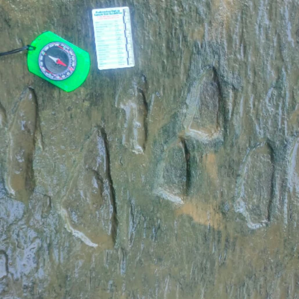 Huellas de dinosaurio halladas en Apatzingán, Michoacán