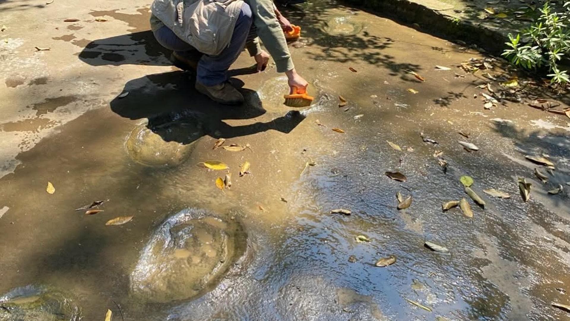 Las huellas de dinosaurio son de tres familias: tiranosáuridos, raptores y hadrosauridae. Foto: INAH