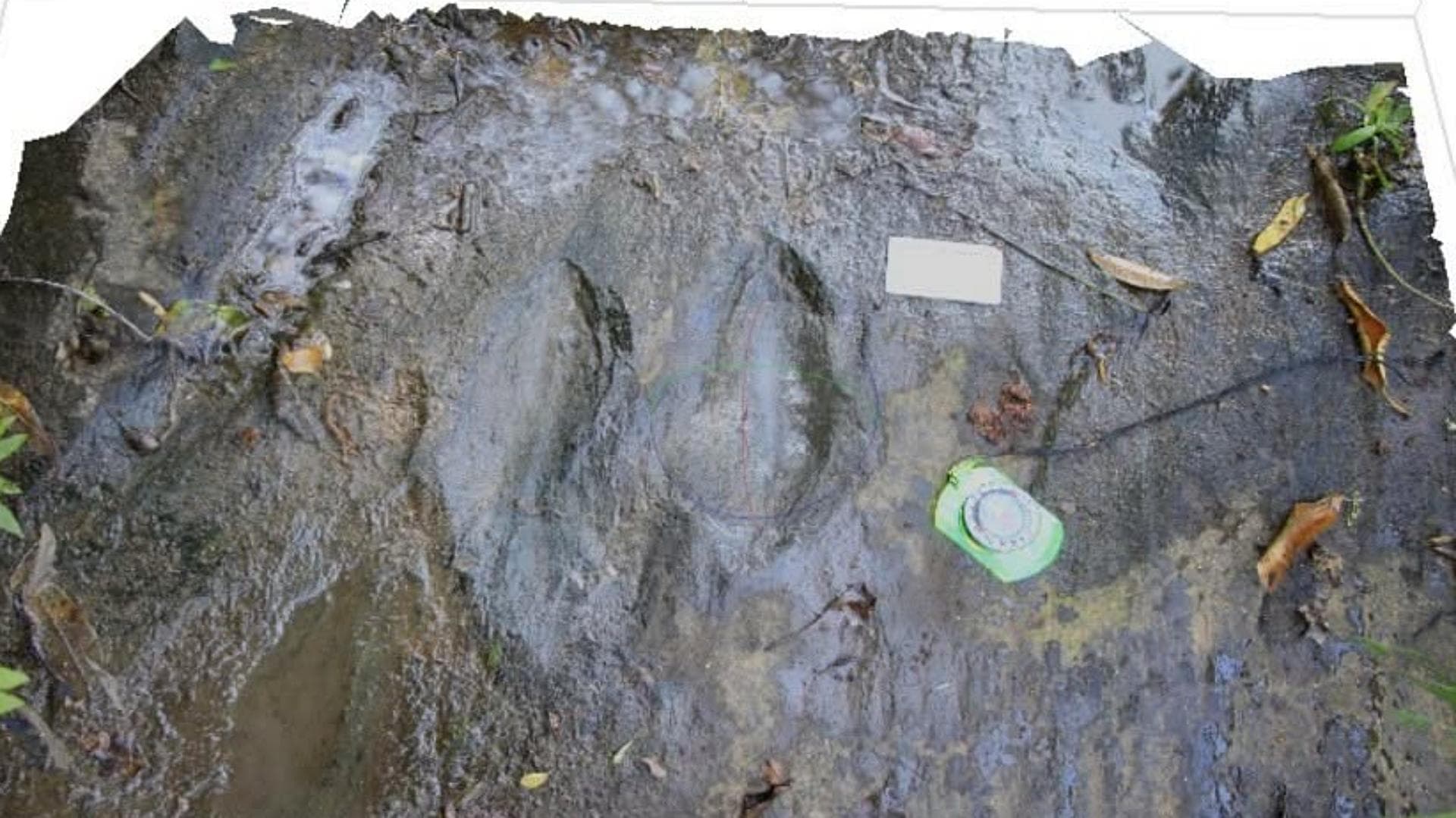 Las pisadas estaban en un rango de 40 metros cuadrados de extensión, en el borde del río. Foto: INAH