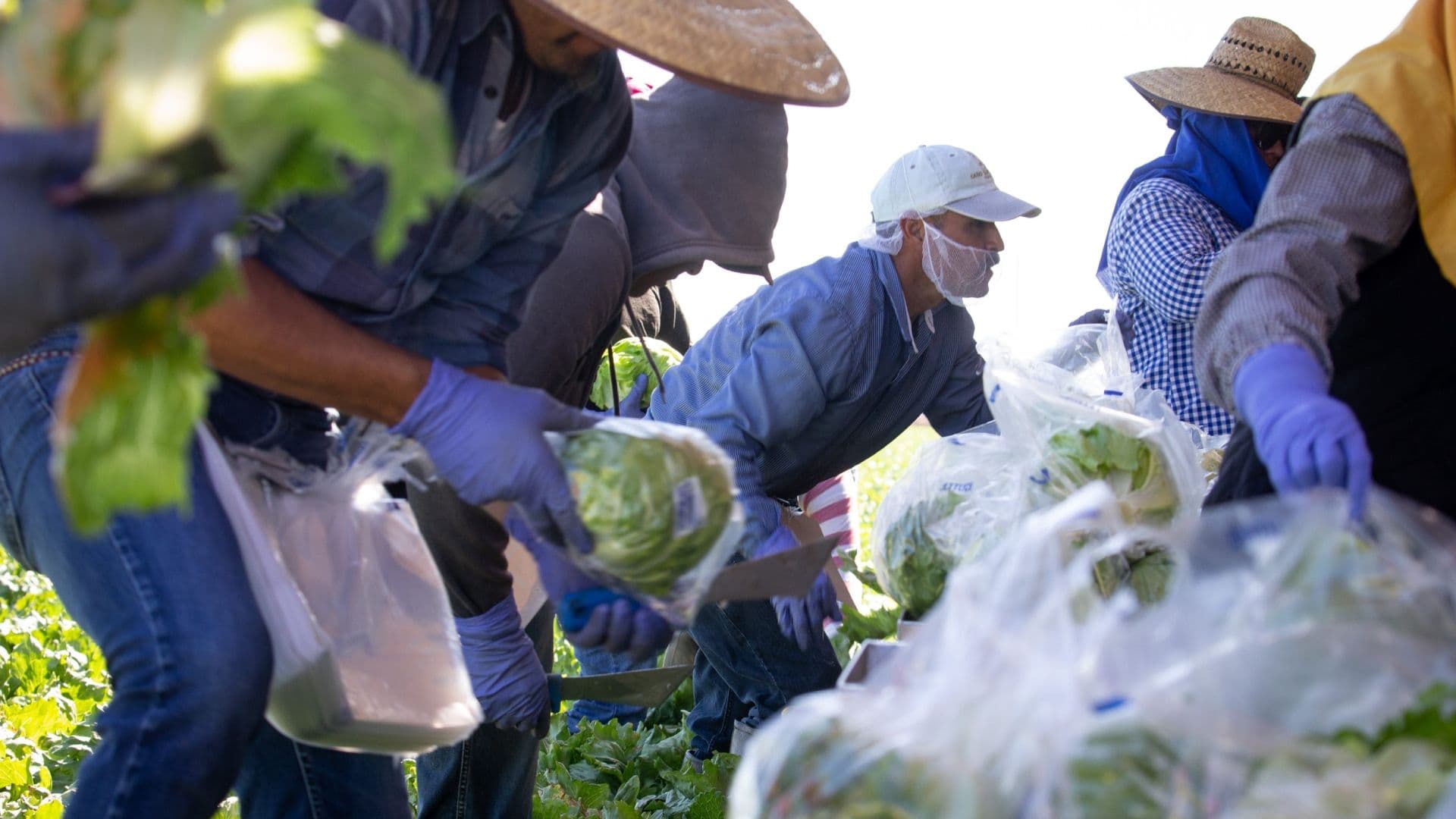 ¿Dónde se Cultiva la Lechuga Iceberg, Señalada por Brote de Diarrea Explosiva, en México?