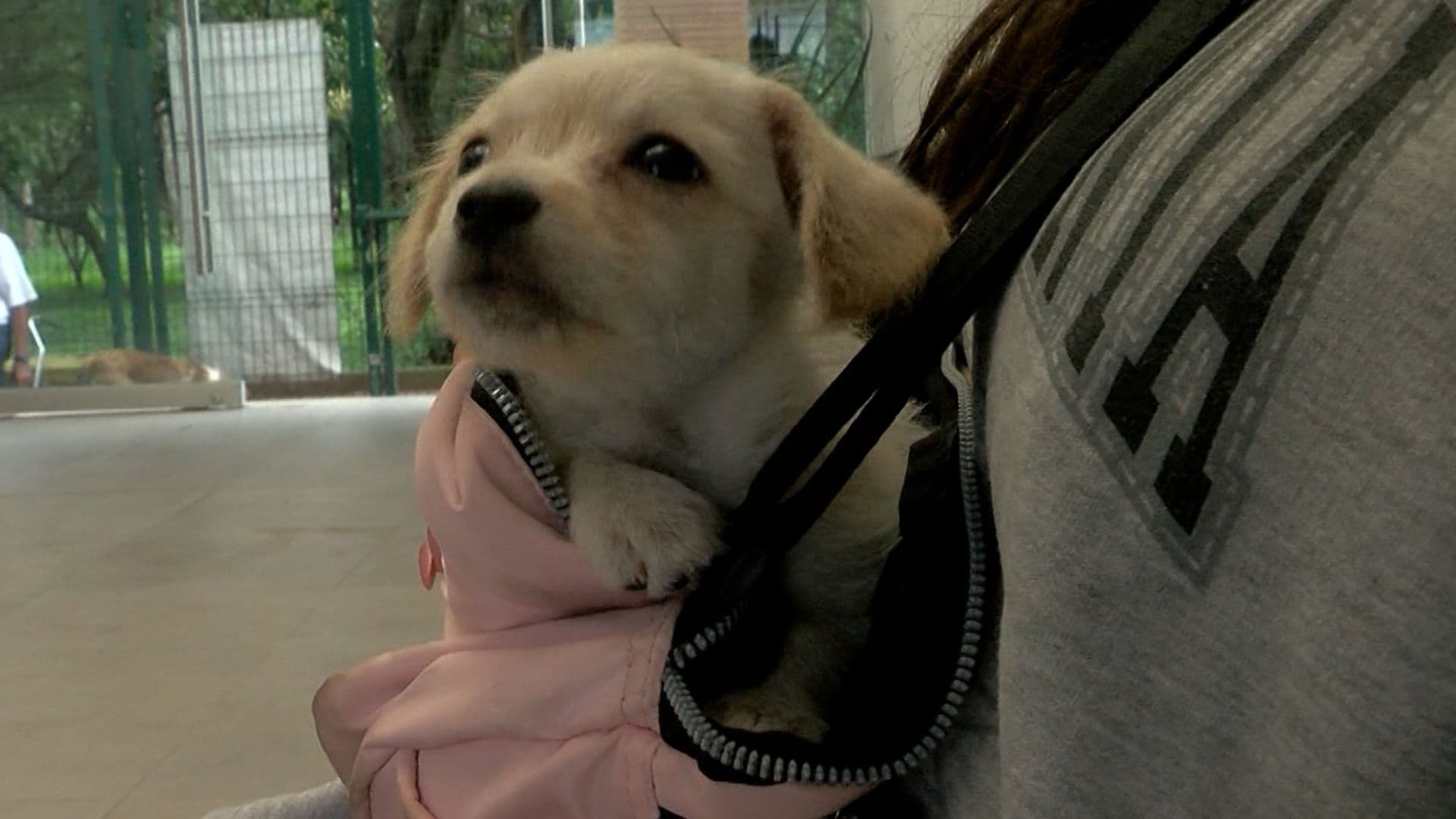 Cachorro