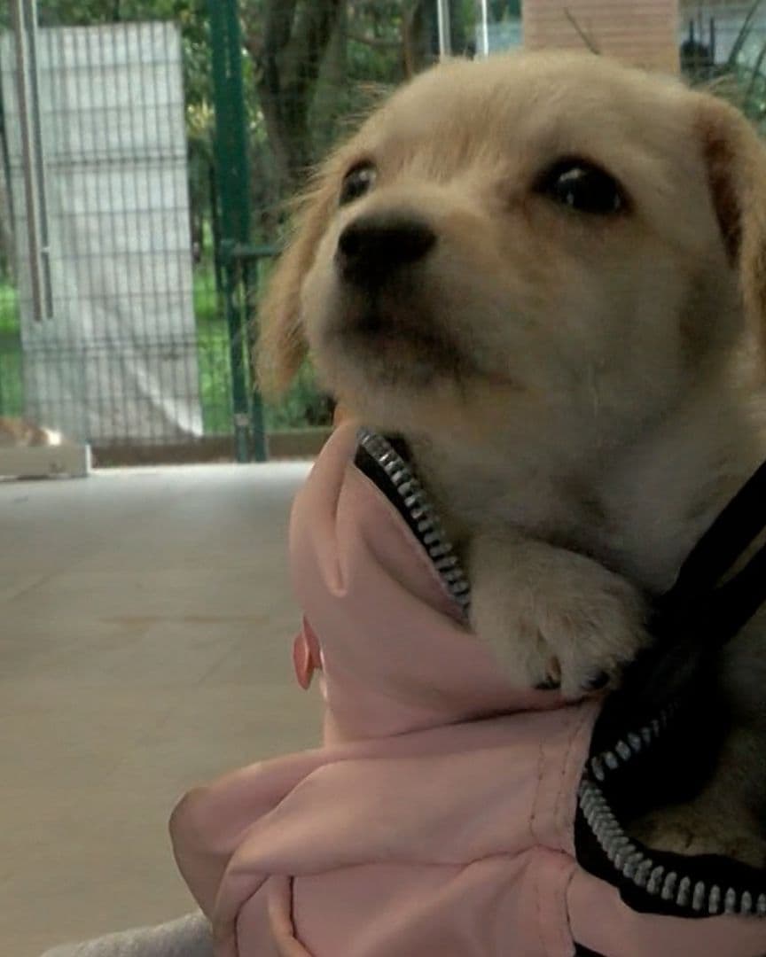 Cachorro