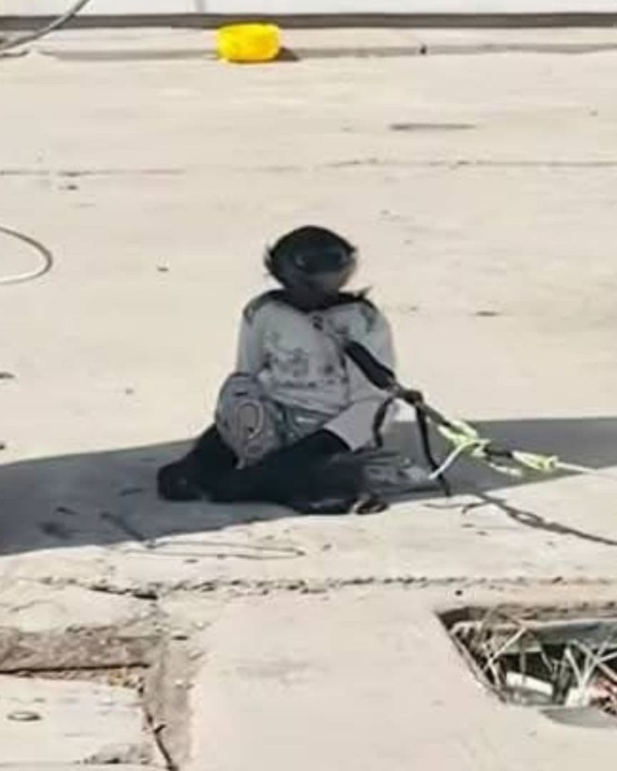 mono araña