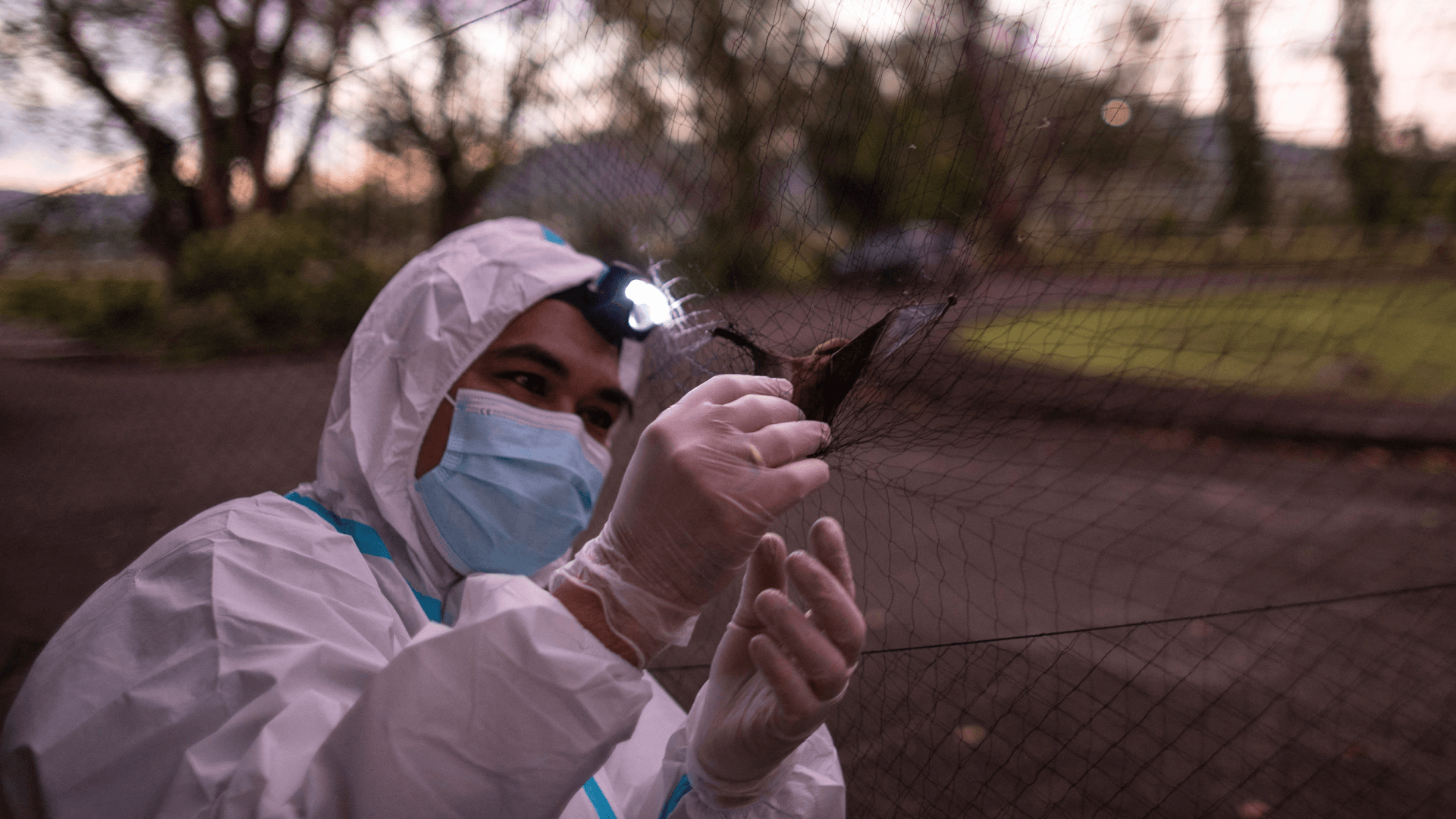 Especialista captura murciélago para buscar nuevos virus