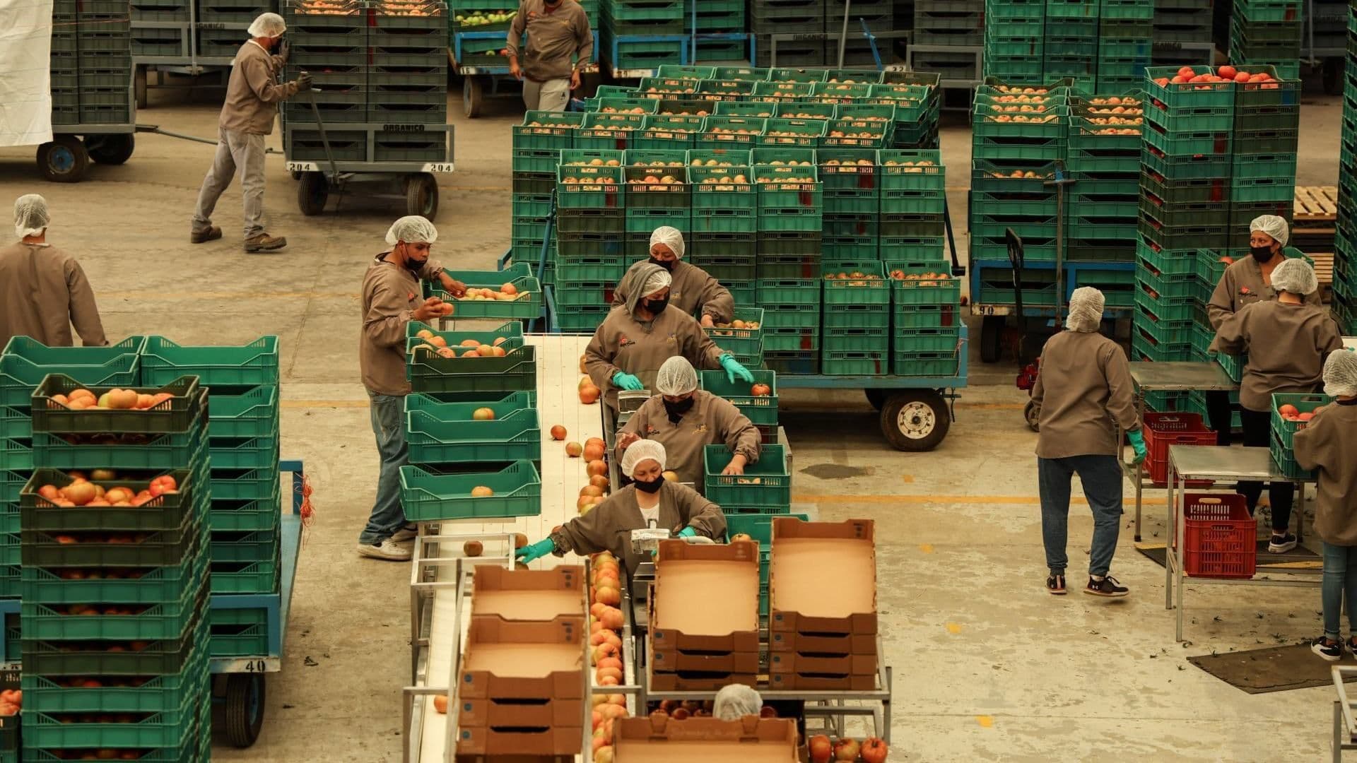 OCDE Baja Expectativa de Crecimiento Económico para México en 2026: ¿Por Qué?
