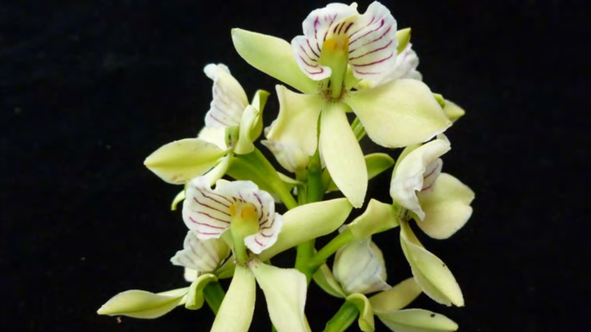 ¿Qué Plantas Crecen Mejor en Puebla? Más de 10 Opciones Ideales para tu Hogar