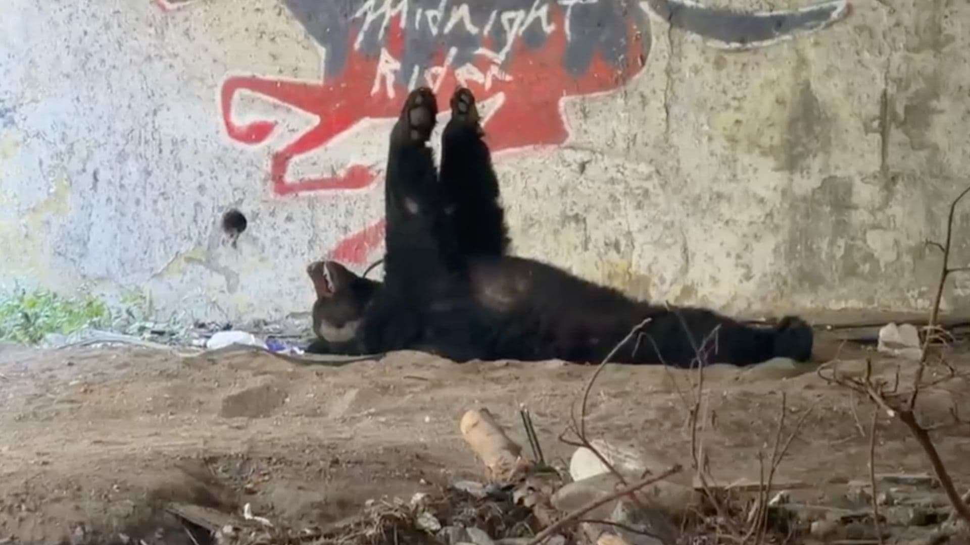 Alerta Avistamiento de Oso Debajo de Puente en Río La Silla al Sur de Monterrey