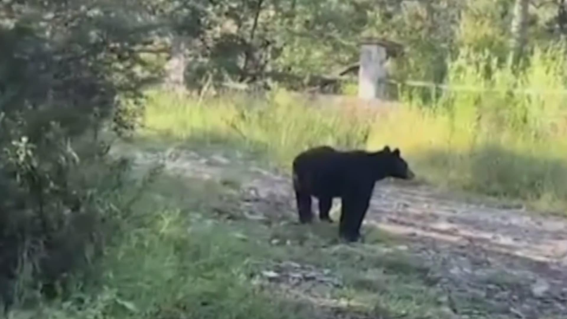 Se Incrementan los Avistamientos de Osos Negros en Zonas Pobladas de Coahuila