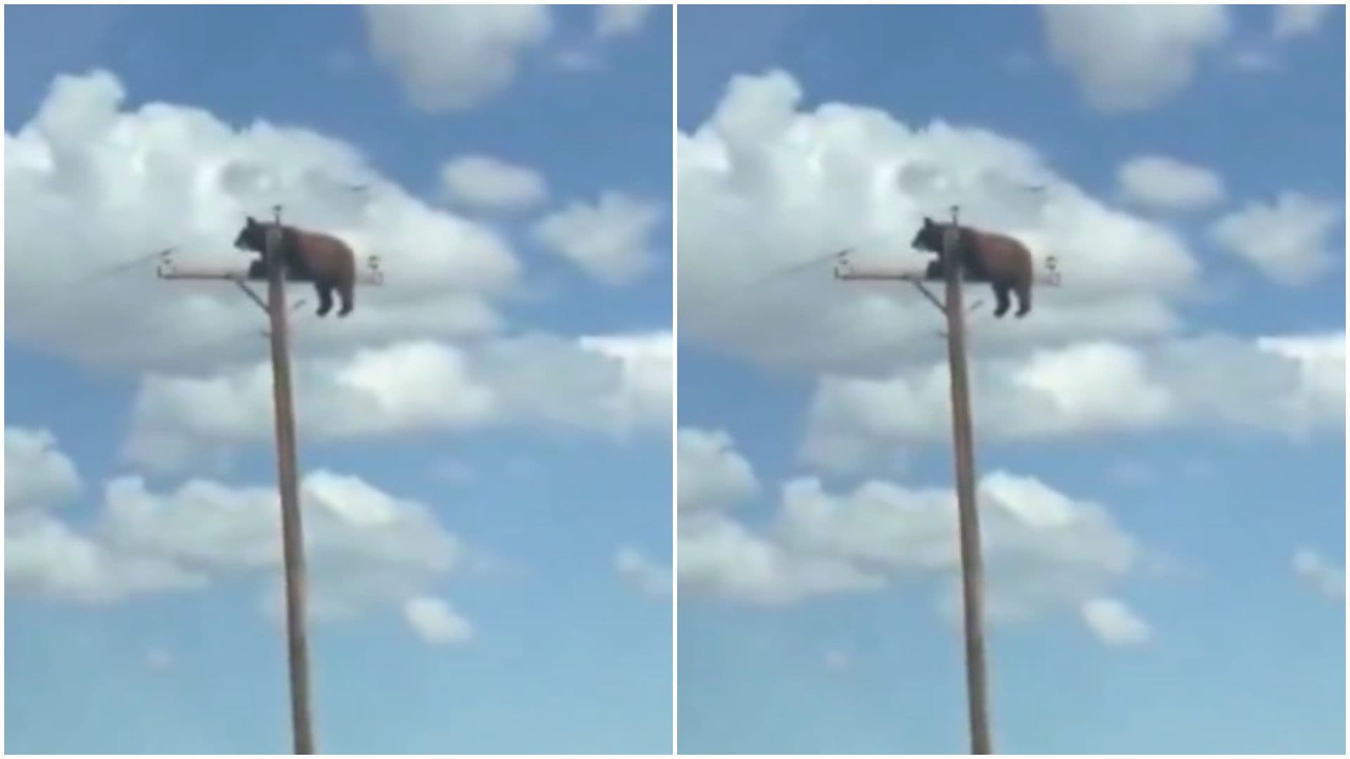 Muere Oso tras trepar en poste de Nuevo México