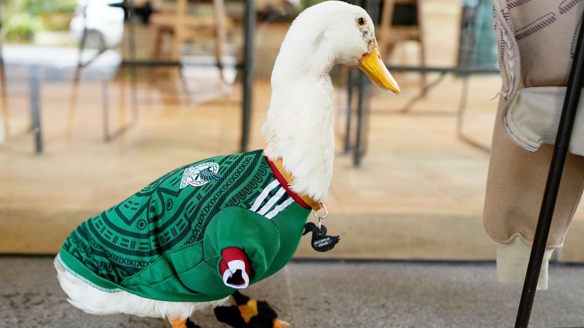 Sheinbaum Habla sobre ‘Merlín’: Esto Dijo de “la Mascota que No Estaba Contemplada”