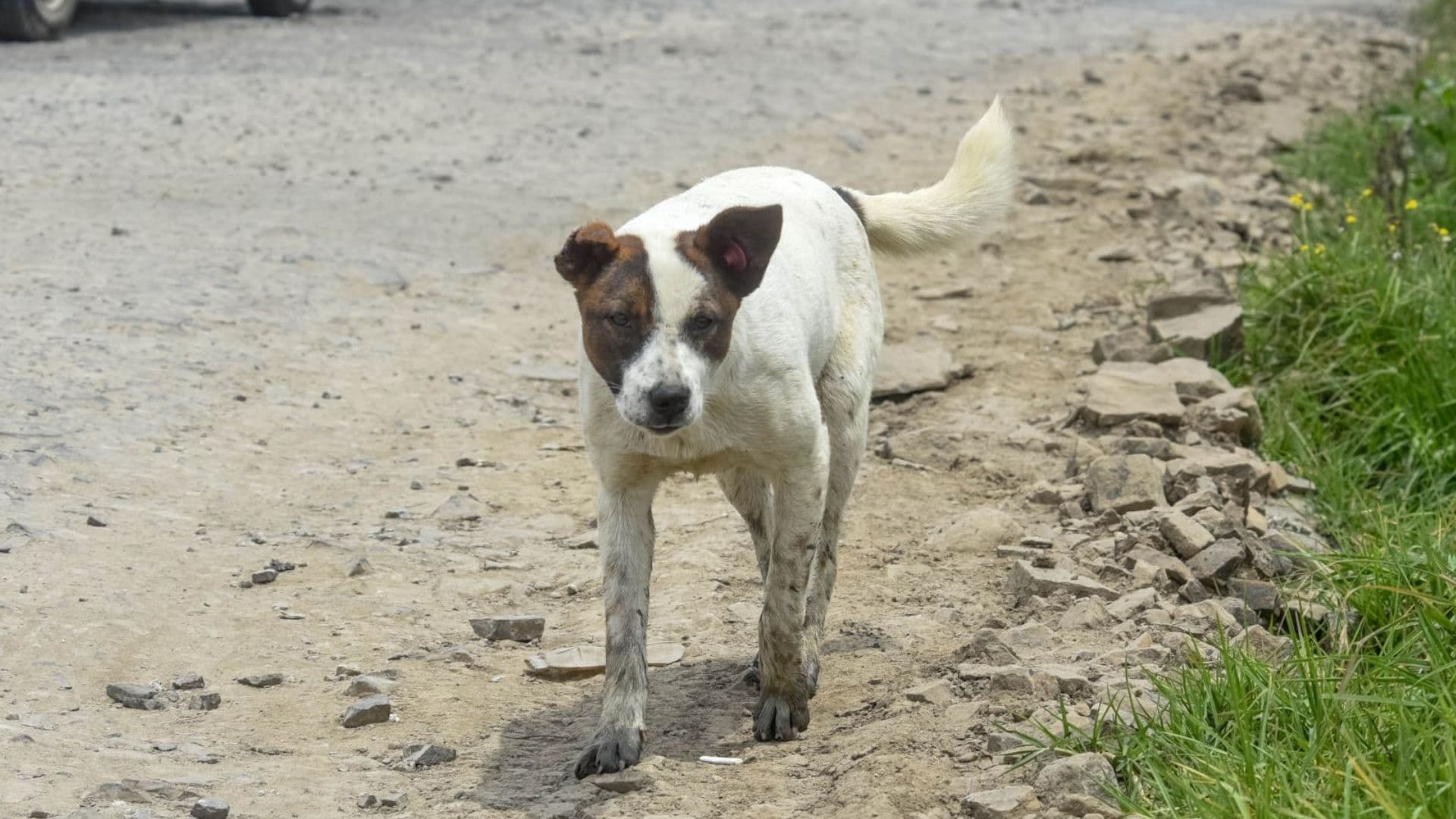 En Naucalpan denuncian el Hallazgo de Perros Muertos dentro de Bolsas