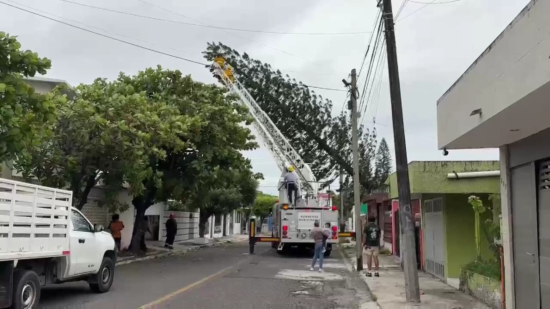 Pino de Gran Tamaño Cae por Rachas de Viento de Frente Frío No. Dos en Veracruz