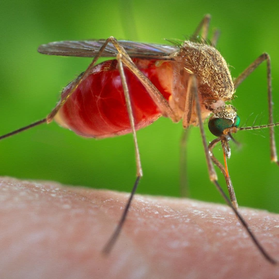 Imán de Piquetes: La Ciencia Explica qué Atrae a los Mosquitos y Por Qué Hay Humanos 'Favoritos'