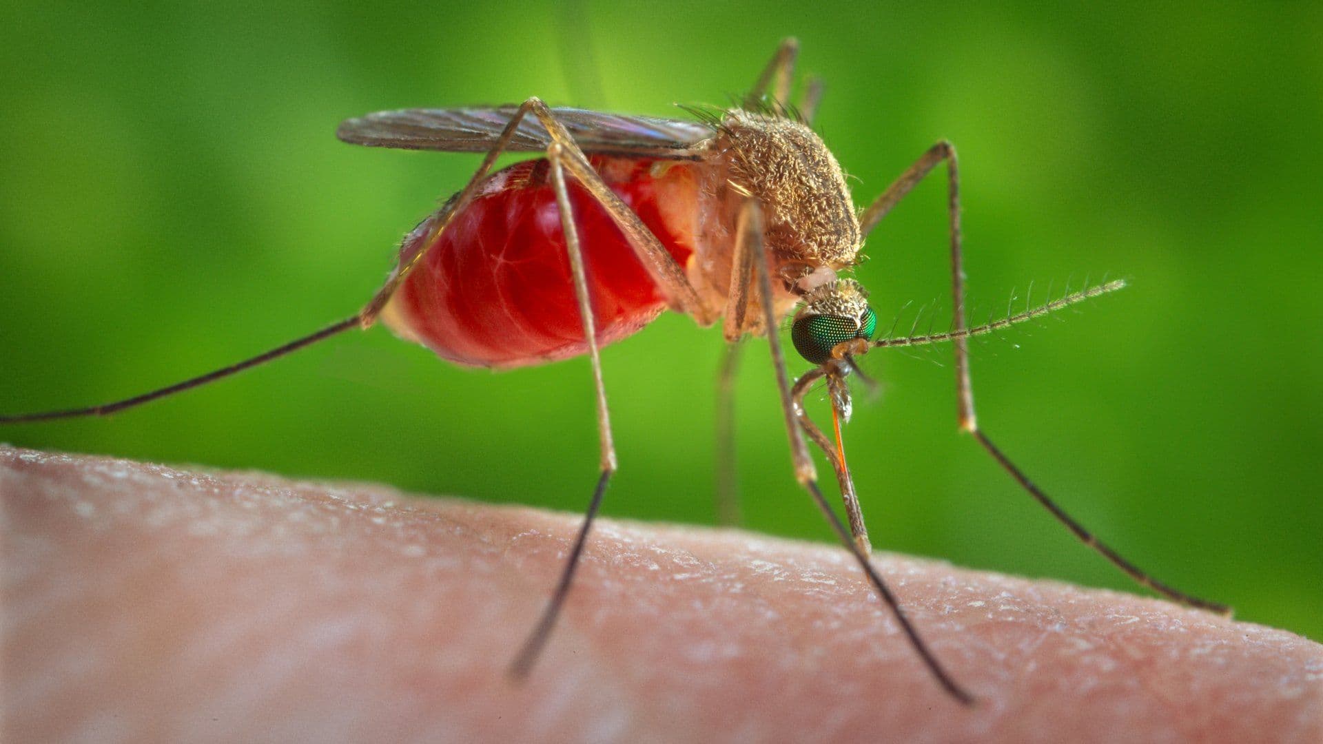 Piquete de Mosquito.