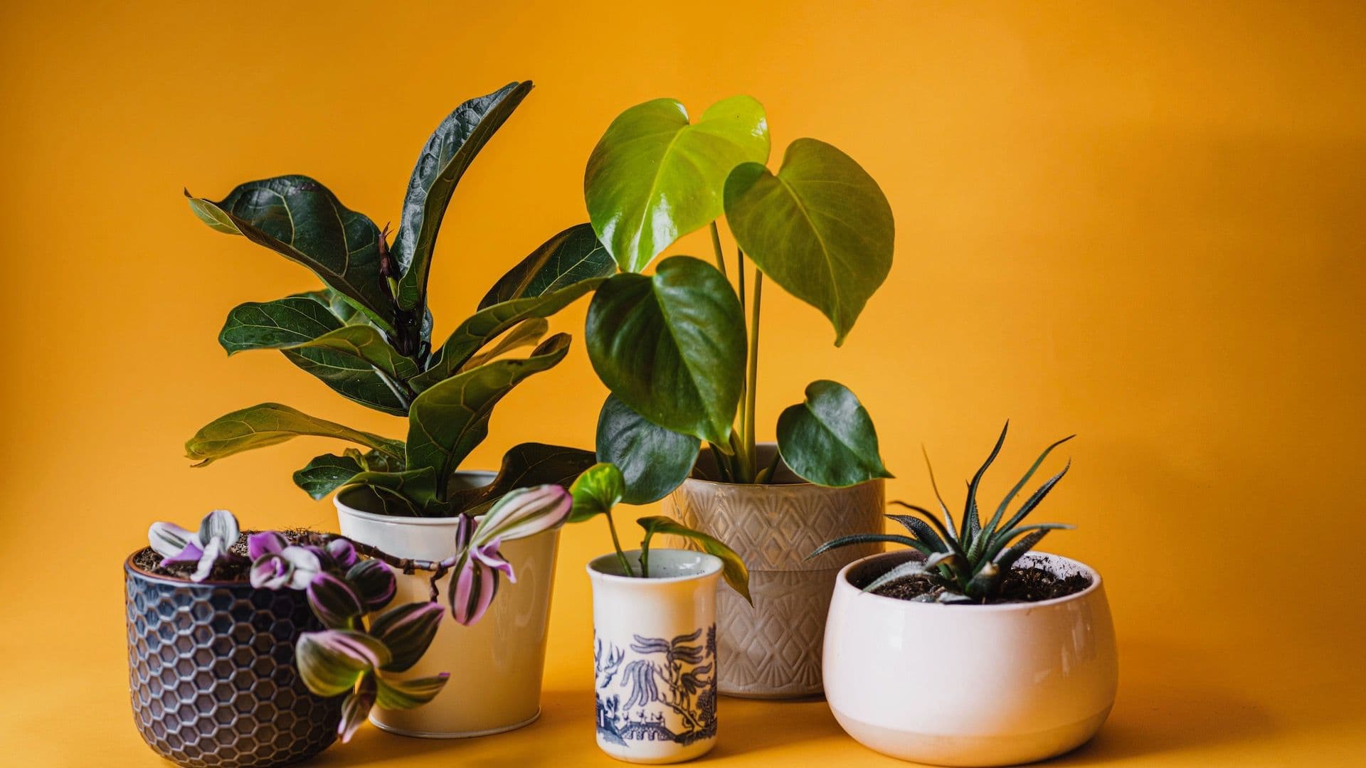 Las Plantas No Limpian el Aire de tu Casa, pero Sí Tienen Estos Beneficios