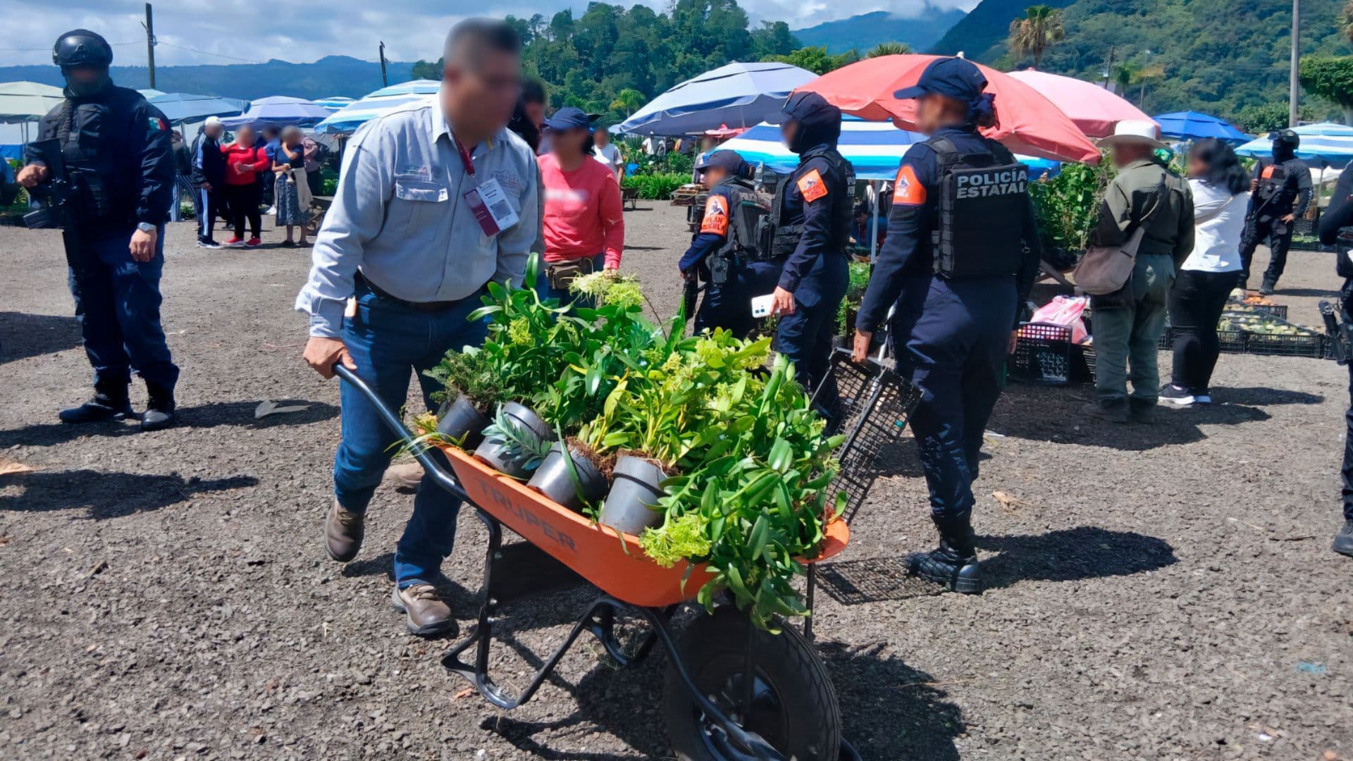 171 Plantas Silvestres Aseguradas Tianguis Ambulante Parador Turístico Tizoc Huauchinango Puebla