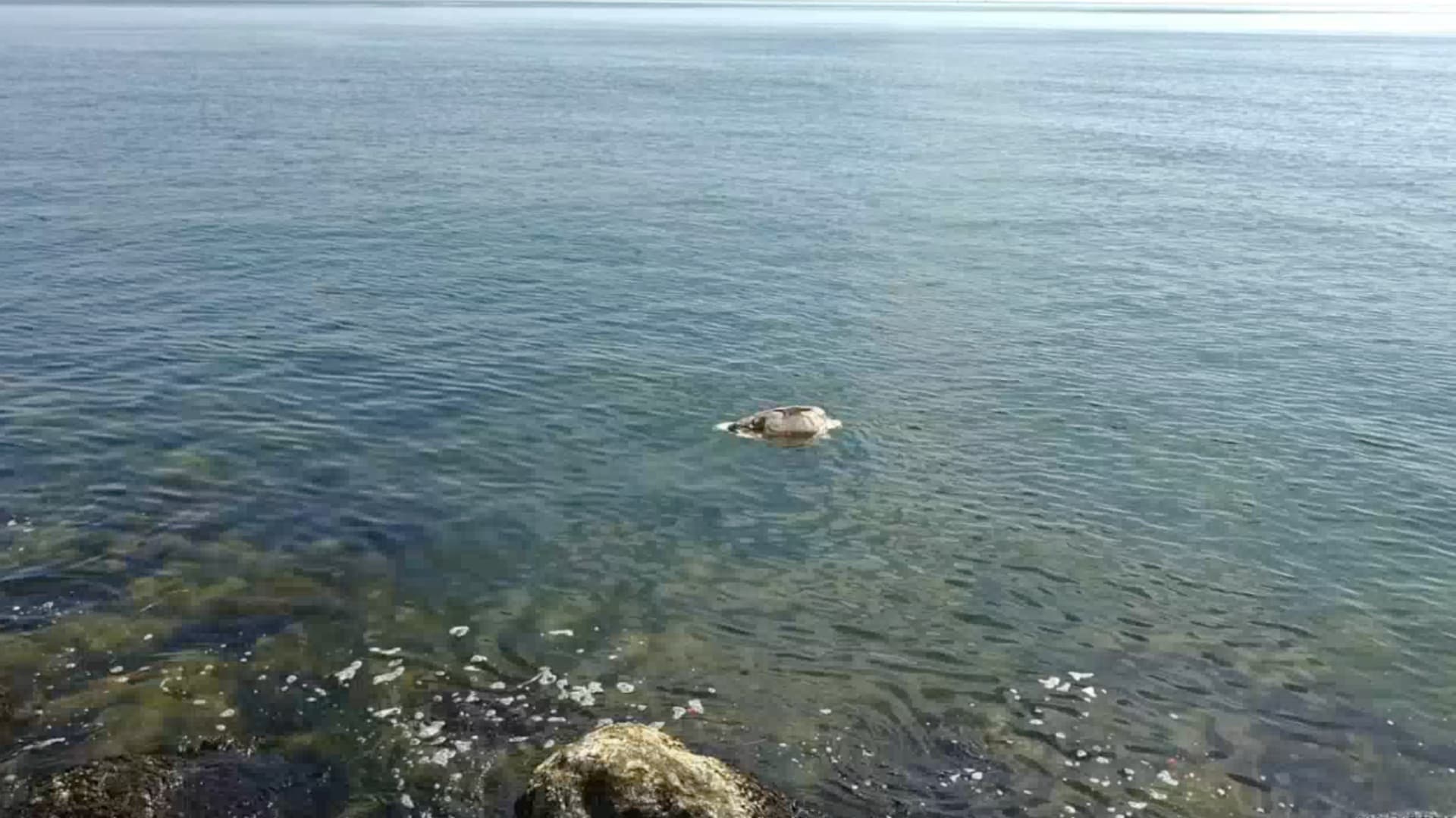 La tortuga fue encontrada en avanzado estado de descomposición. Foto: Víctor Yáñez