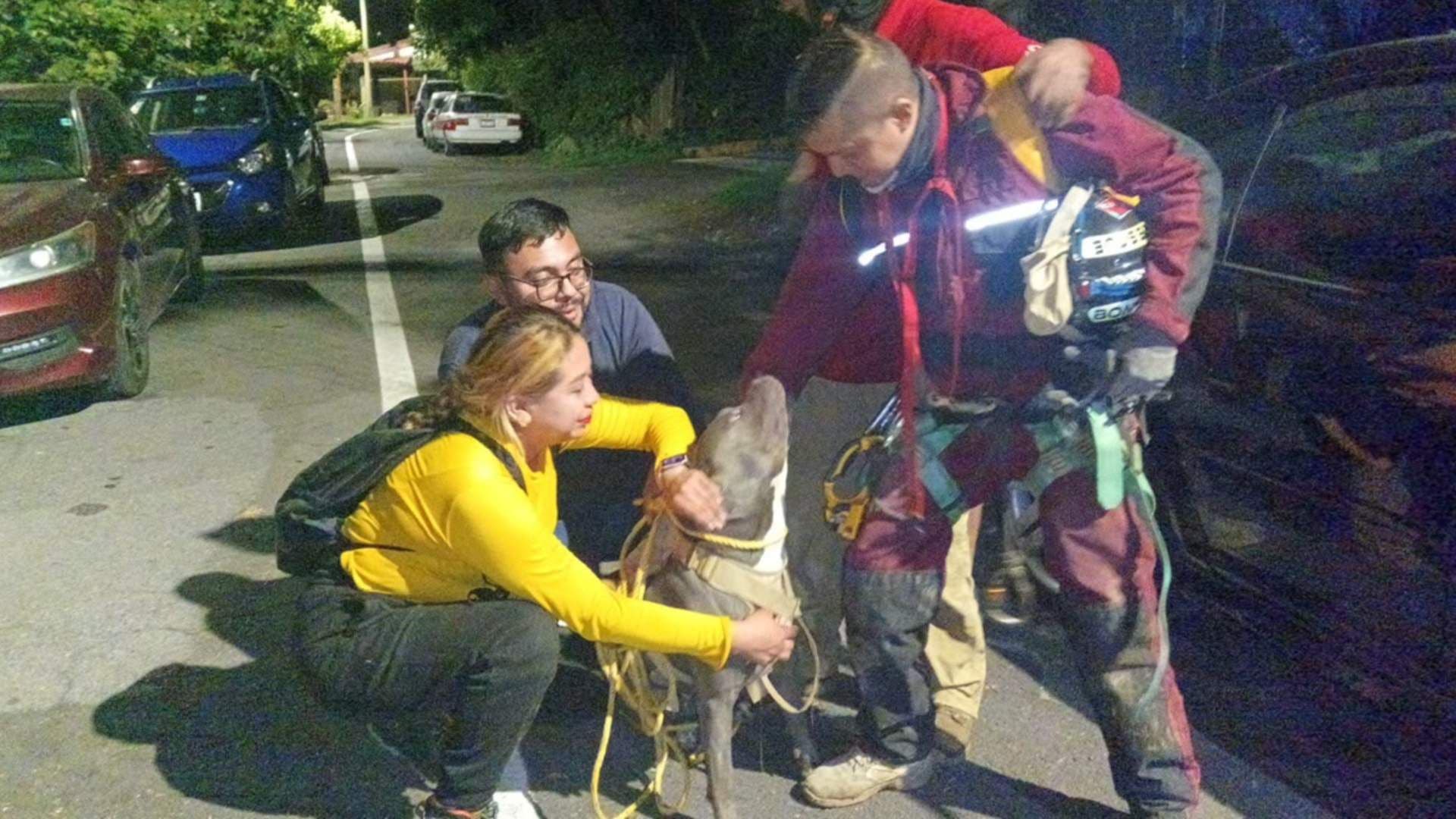 Rescatan a Perro Pitbull Tras Caer a Barranco de 80 Metros en Veracruz