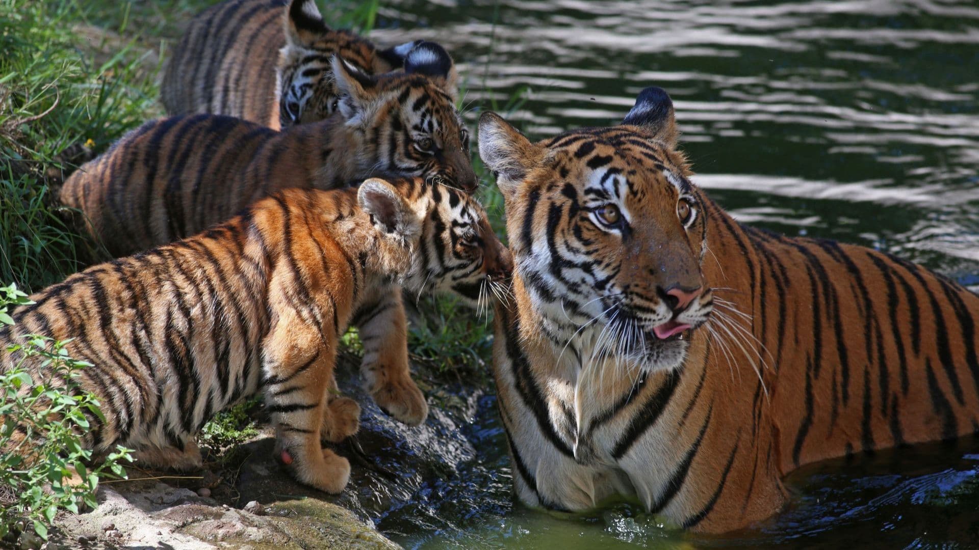 Una tigresa de Bengala convive con sus tigrillos en el Zoológico de Guadalajara