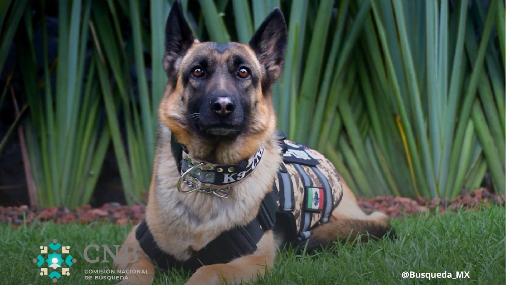 Molly es parte de la Unidad K9 de la Comisión Nacional de Búsqueda