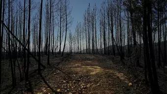 Incendios Forestales Globales en 2023