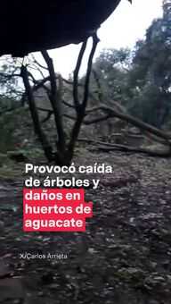 Tornado Arranca Huertas de Aguacate en Michoacán
