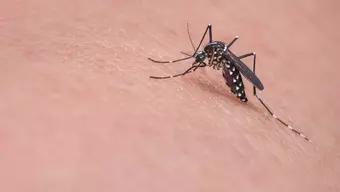 Foto: Alertan por Dengue en Guerrero, Hay Casos de Muertes y Cuatro Serotipos Diferentes