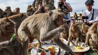 Foto: Celebración de los Macacos en Tailandia