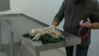 Perros Callejeros de Zapotlanejo Están Muriendo a Causa de Envenenamiento
