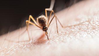 mosquito transmisor del dengue 