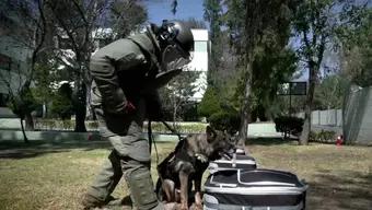 Foto: Binomios Caninos del Ejército Mexicano 