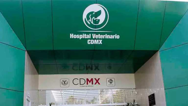 A pesar de que desde el 25 de enero, en todo México es obligatorio establecer veterinarias públicas, esto no es posible por falta de presupuesto