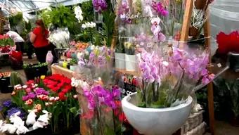 Foto: Festival de las Flores de Orquídeas, en CDMX; ¡Están Hermosas!