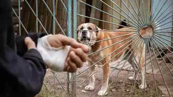 La Secretaría de Salud del Estado de Nuevo León confirma 4 casos de rabia en la entidad; urge a vacunar a perros y gatos