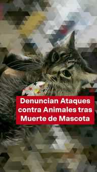 FOTO: Denuncian Ataques contra Animales tras Muerte de Mascota