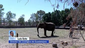 Aseguran a Elefanta "Annie" que Vivía Supuestamente en Malas Condiciones