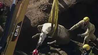 Foto: Exitoso Rescate de Un Caballo Blanco en L.A.