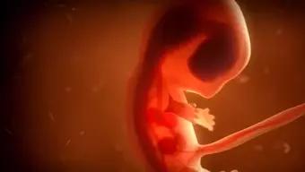 Foto: Embrión Humano Autonomía